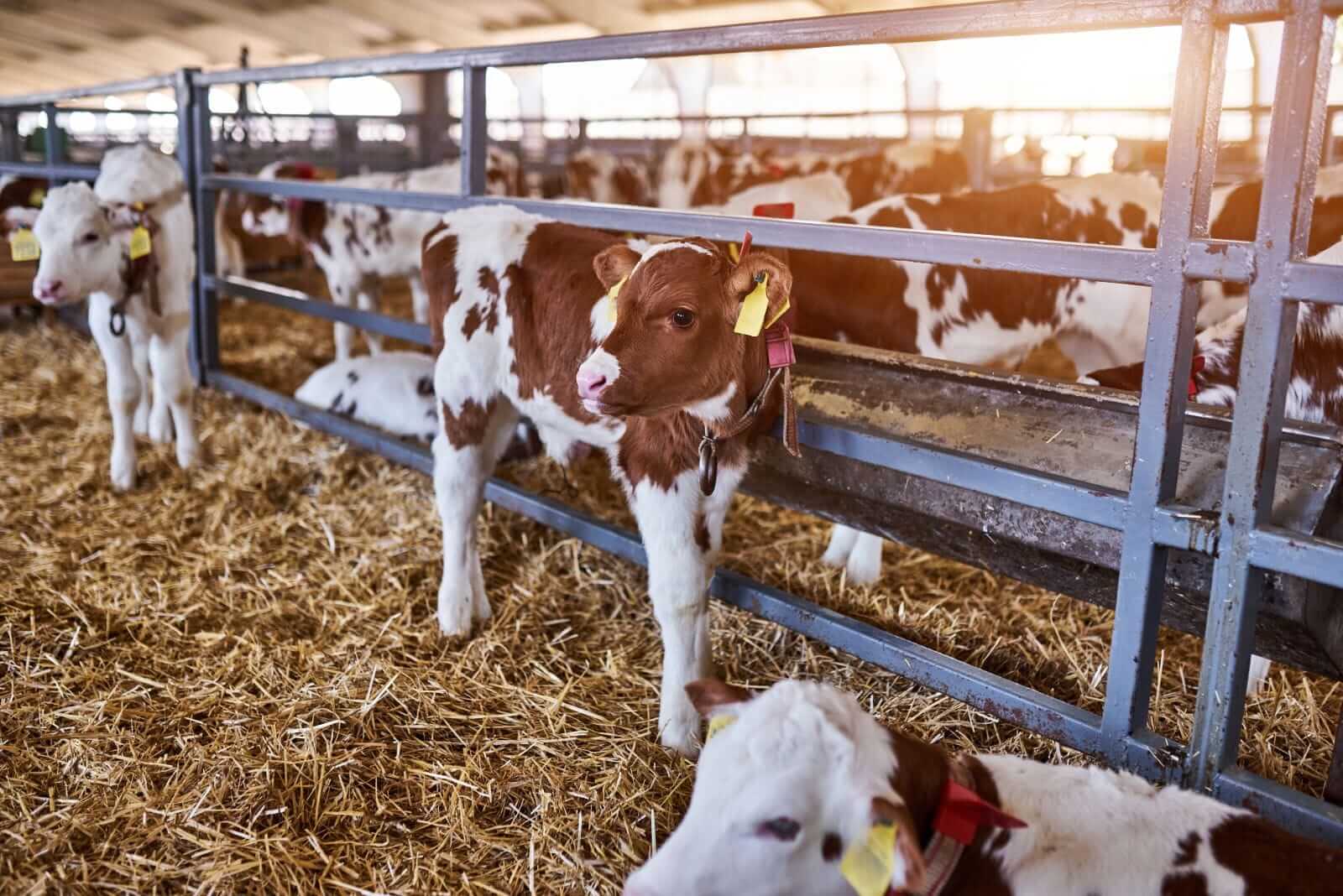 Cattle Look to Monday After Week of Weakness