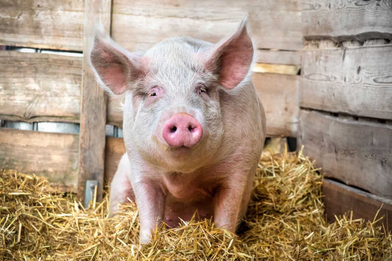 Hogs Look to Tuesday Trade