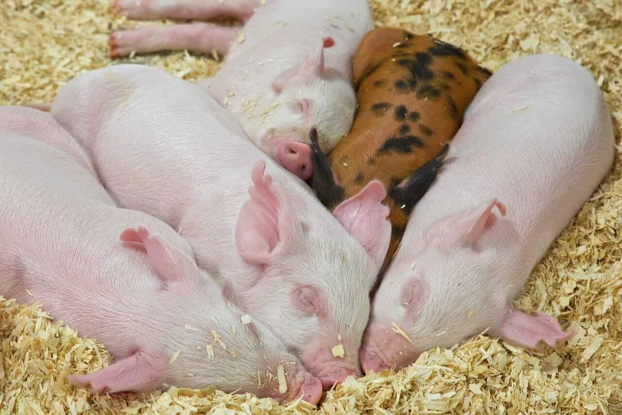 Hogs Posting Mixed Trade on Friday