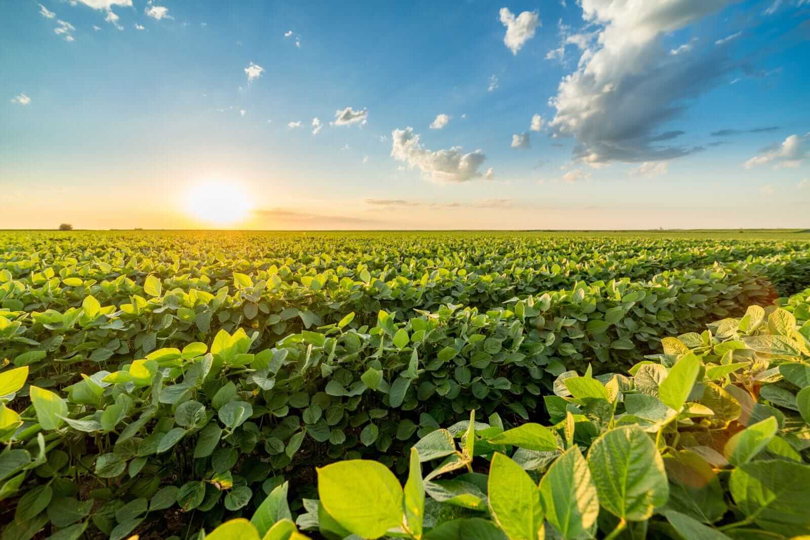 Soybeans Correct Lower on Thursday Ahead of Friday USDA Reports
