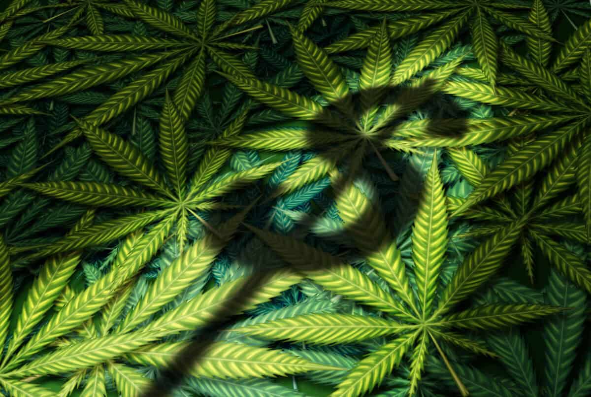 Curaleaf Just Announced a Hostile Takeover Bid for Aurora Cannabis. Here’s What This Means for Investors.